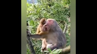 میمون