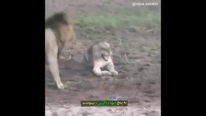 بخشش حیوانات