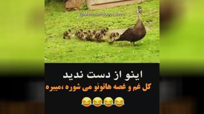 #فان #دوبله #مشهدی
