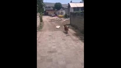 شکوفایی استعداد مرغ!