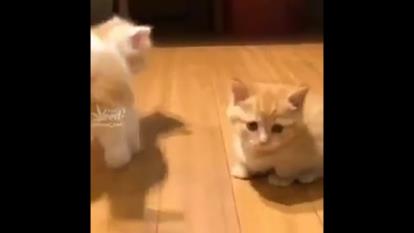 خودت ببین!