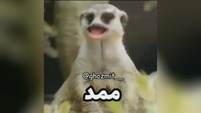 ممد