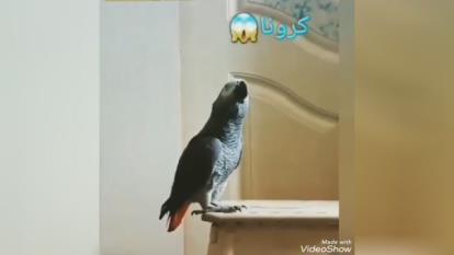 ببین این طوطی چی میگه
