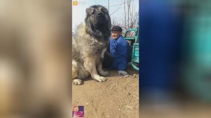 شیر اگه سلطان جنگل باشه ایشونم سلطان سگ هاست