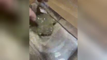رفتار درست با بچه ی مهمونی که زیاد شلوغ میکنه