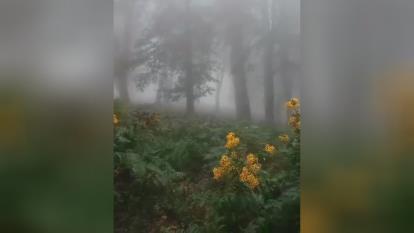 ببینید بسیار زیبا