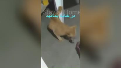 بیرون نیا کرونا میگیری