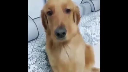 دیده تخم مرغ گرون شده،زده تو کار دزدی🤣