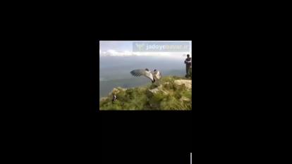 پرنده ای که ملاحظه میکنیدبعدازسالهاازقفس ازادشده