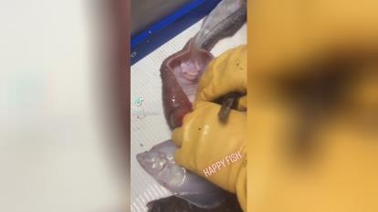 تاحالا خنده این یکیو دیده بودین😂🤩