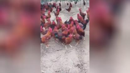 یدونه مرغو میندازه وسط کلی خروس..بیچاره چه گنگ بن