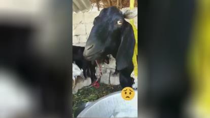 خداییش اینو میخوره چی تحویل میده؟؟؟😂😂😂
