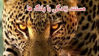 دانلود رایگان فیلم مستند زندگی با پلنگ ها/زیرنویس فارسی بابالاترین کیفیت