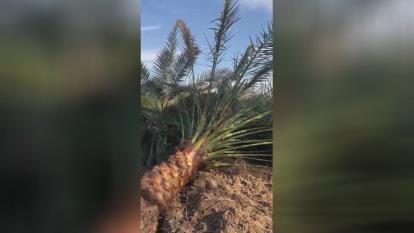 فروش درخت نخل در اصفهان