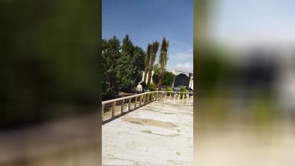 فروش درخت نخل در اصفهان