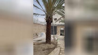 فروش نخل فینیکس در اصفهان