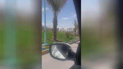 فروش نخل فینیکس در اصفهان