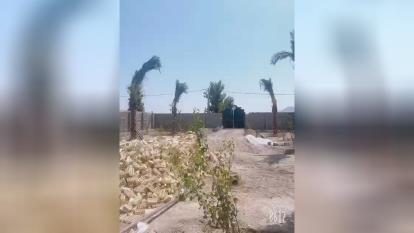 فروش نخل فینیکس در اصفهان