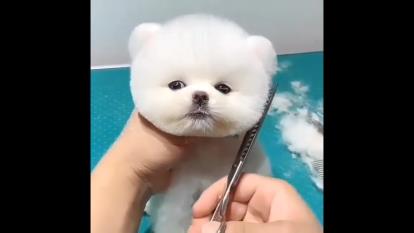 از این سگ ها دوست دارید😍