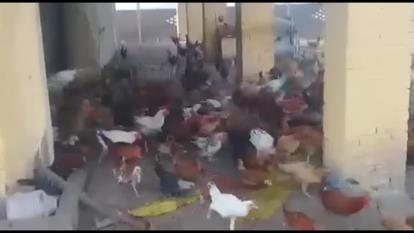 کلیپ کوتاه