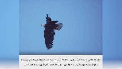 اوج عقاب