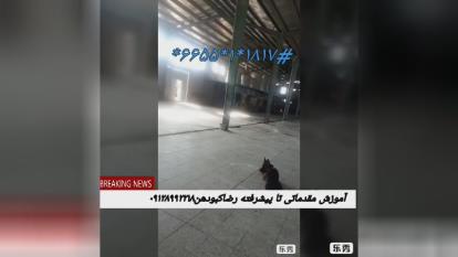آموزش فرامین مقدماتی در مدت سه روز شهرستان لوشان دوبرمن و ژرمن
