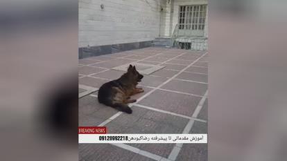 رضا کبودهن آموزش تخصصی مقدماتی تا پیشرفته