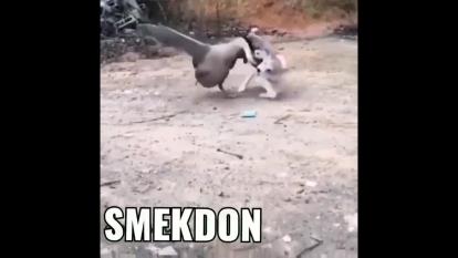 دوئل قرن 😂😂