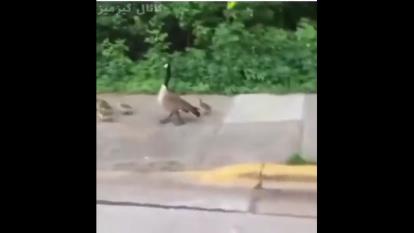 بچه ی آخر تو خونه😁😁