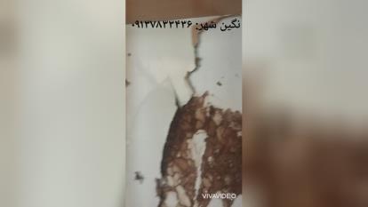 سمپاشی نگین شهر در اصفهان