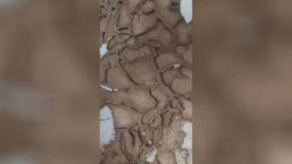 سم پاشی شرکت ها در اصفهان