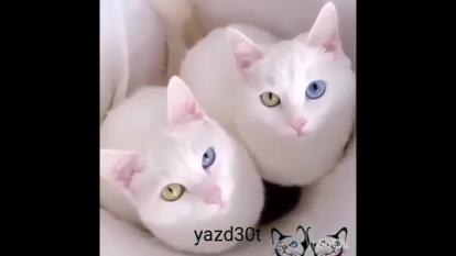 گربه ملوس