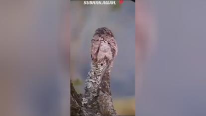 دیدنیها