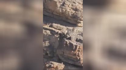 جدال پلنگ و کل