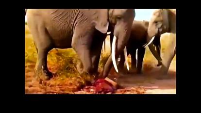 فیلم زایمان طبیعی و گریه حیرت آور نوزاد روز مرگ مادر