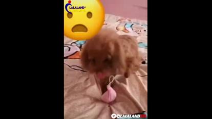 ترس از کرونا 😂