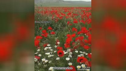 سرنوشت_استادعباسمنش