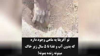 زندگی ماهی بدون آب و غدا