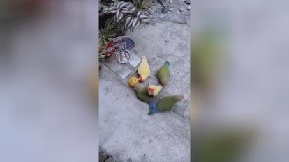 بسکتبال پرندگان