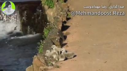 ننه میام نرمت میکنم 😂😂😂