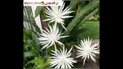 اسامی کاکتوسها