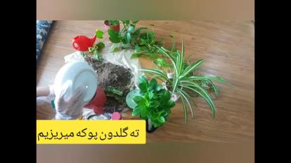 مراقبت از کاکتوس در حال مرگ