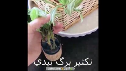 تکثیر برگ بیدی