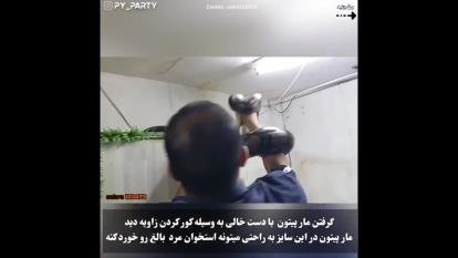 گرفتن مار پیتون بادست خالی
