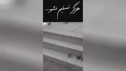 هرگز تسلیم نشو....