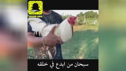 جل الخالق