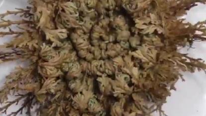 رز جریگو