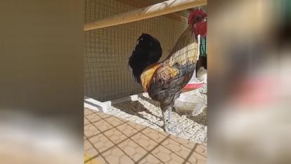 خروس اول صبح