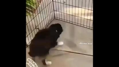 طنز