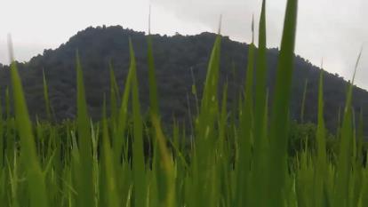 دشت و کوه سرسبز